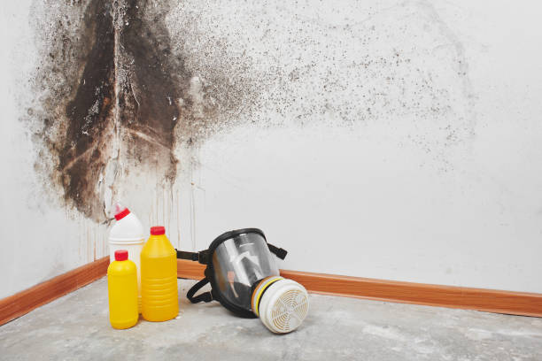 Best Mold Removal and Inspection  in Mendon, IL