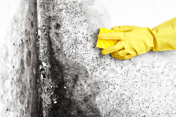 Best Affordable Mold Removal  in Mendon, IL