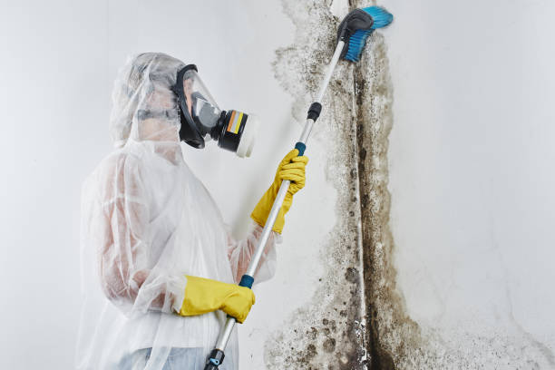 Professional Mold Removal in Mendon, IL