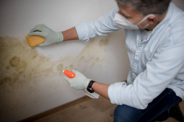 Best Mold Removal Specialists  in Mendon, IL