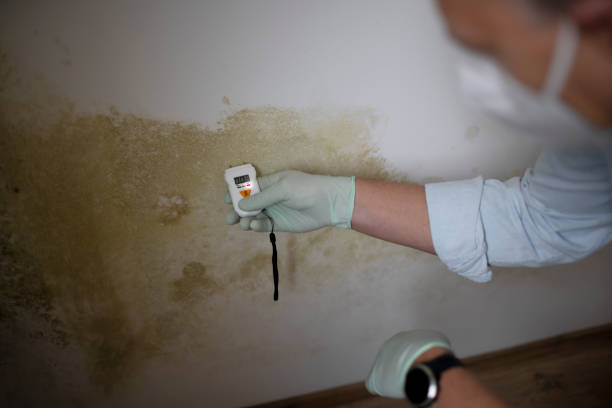 Best Mold Testing  in Mendon, IL