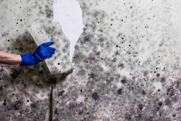 Best Office Mold Removal Services  in Mendon, IL