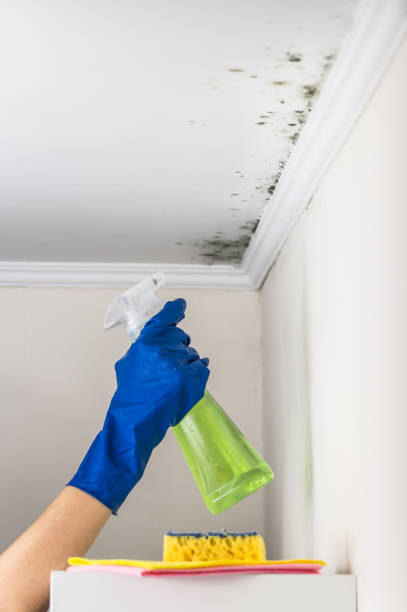 Best Home Mold Removal  in Mendon, IL
