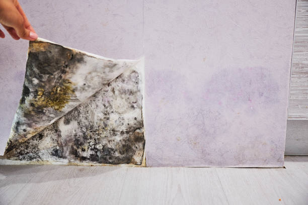 Mold Removal and Inspection in Mendon, IL